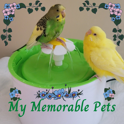 My Memorable Pets