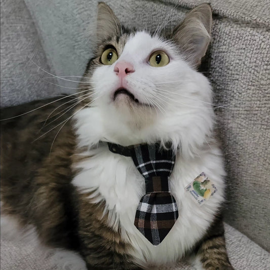 Collar Ties