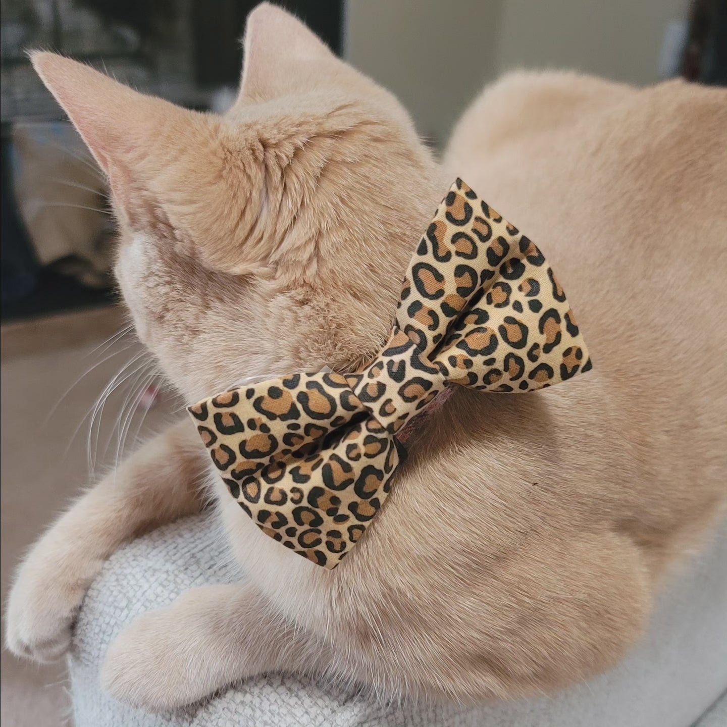 Collar Bows