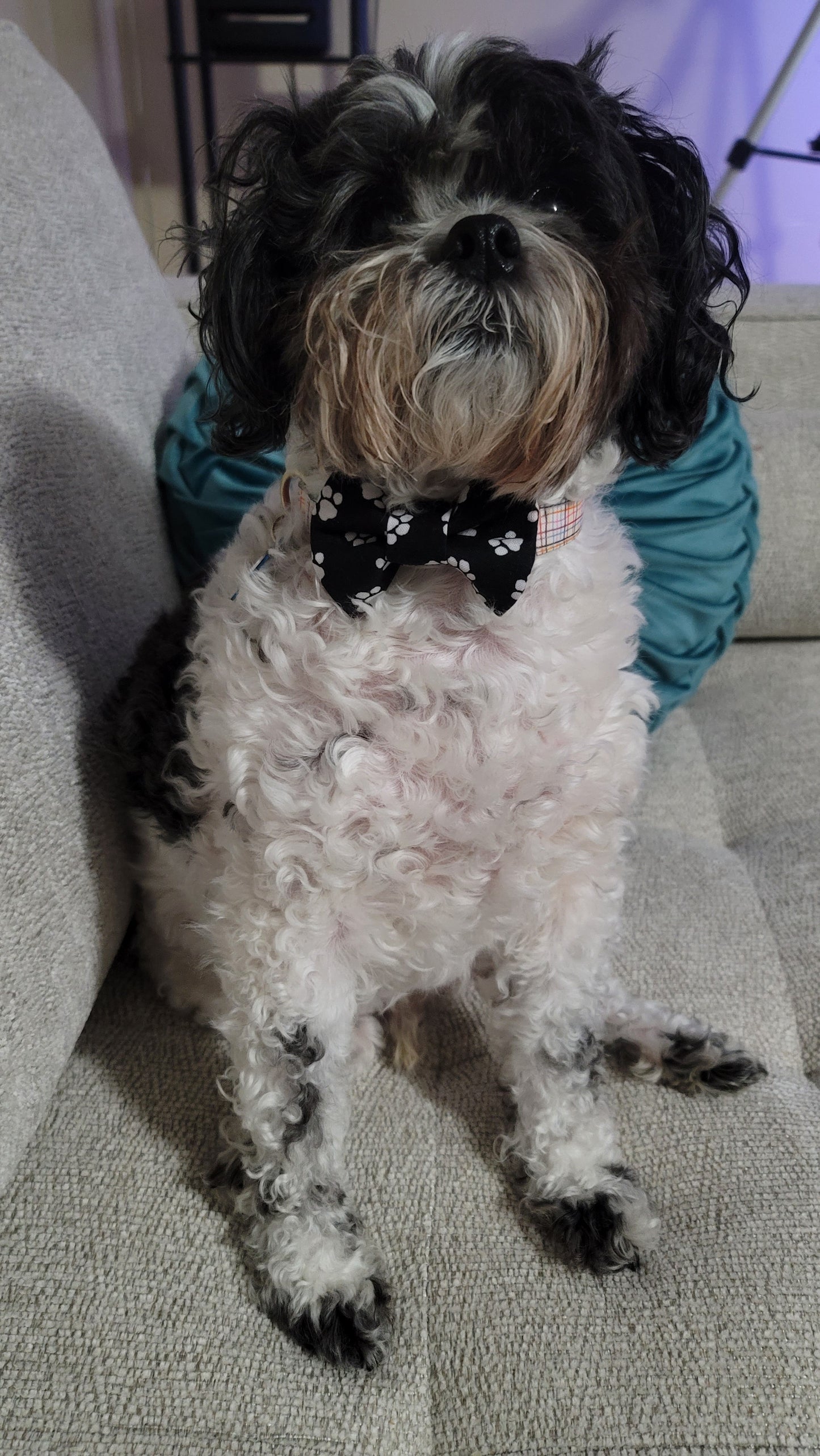 Over the Collar Bows