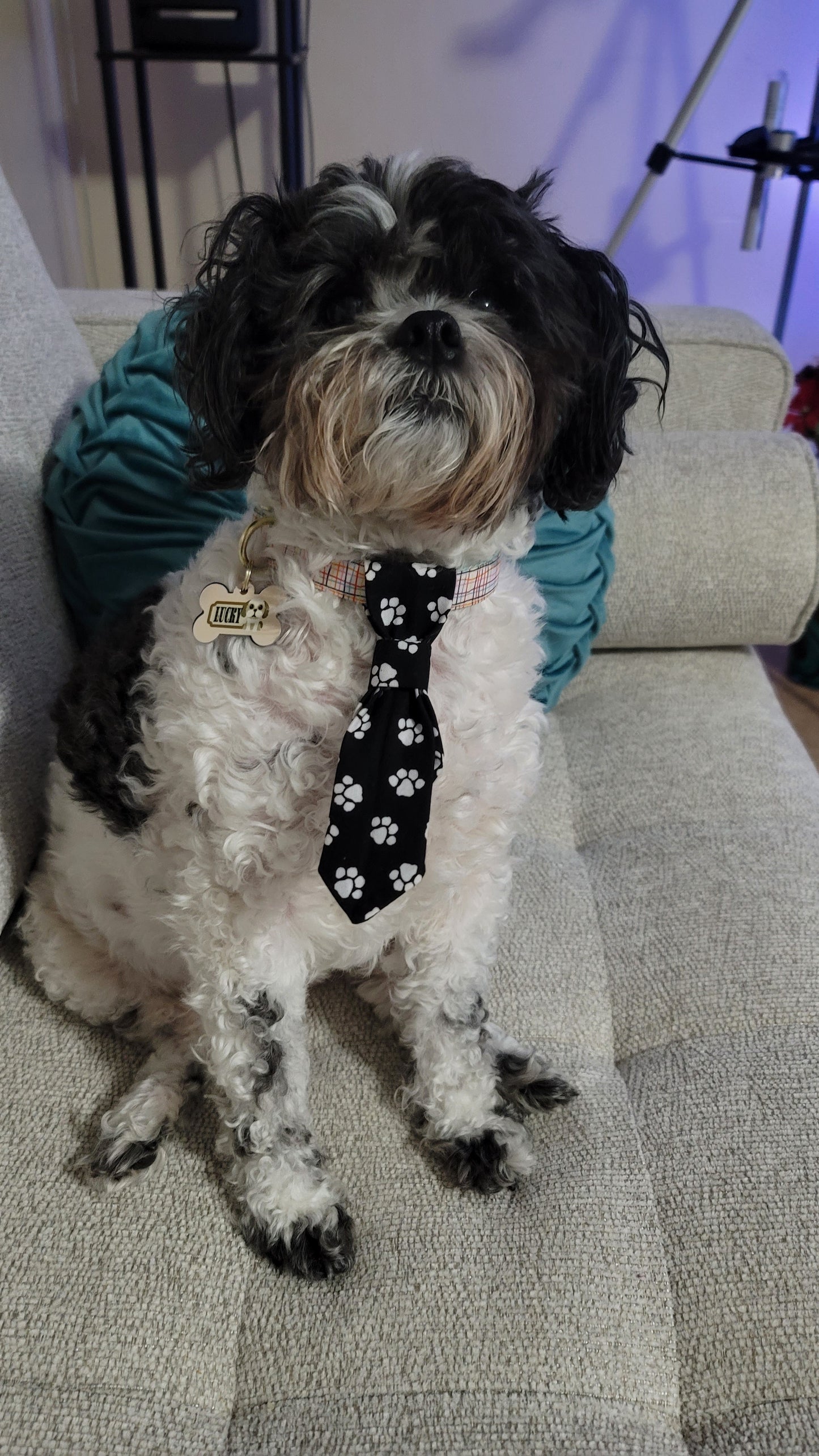 Over the Collar Bows