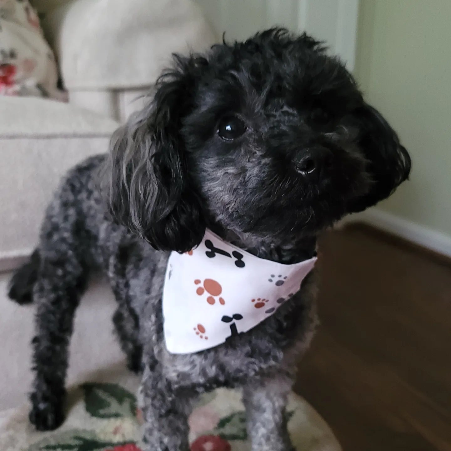 Male sales dog bandanas