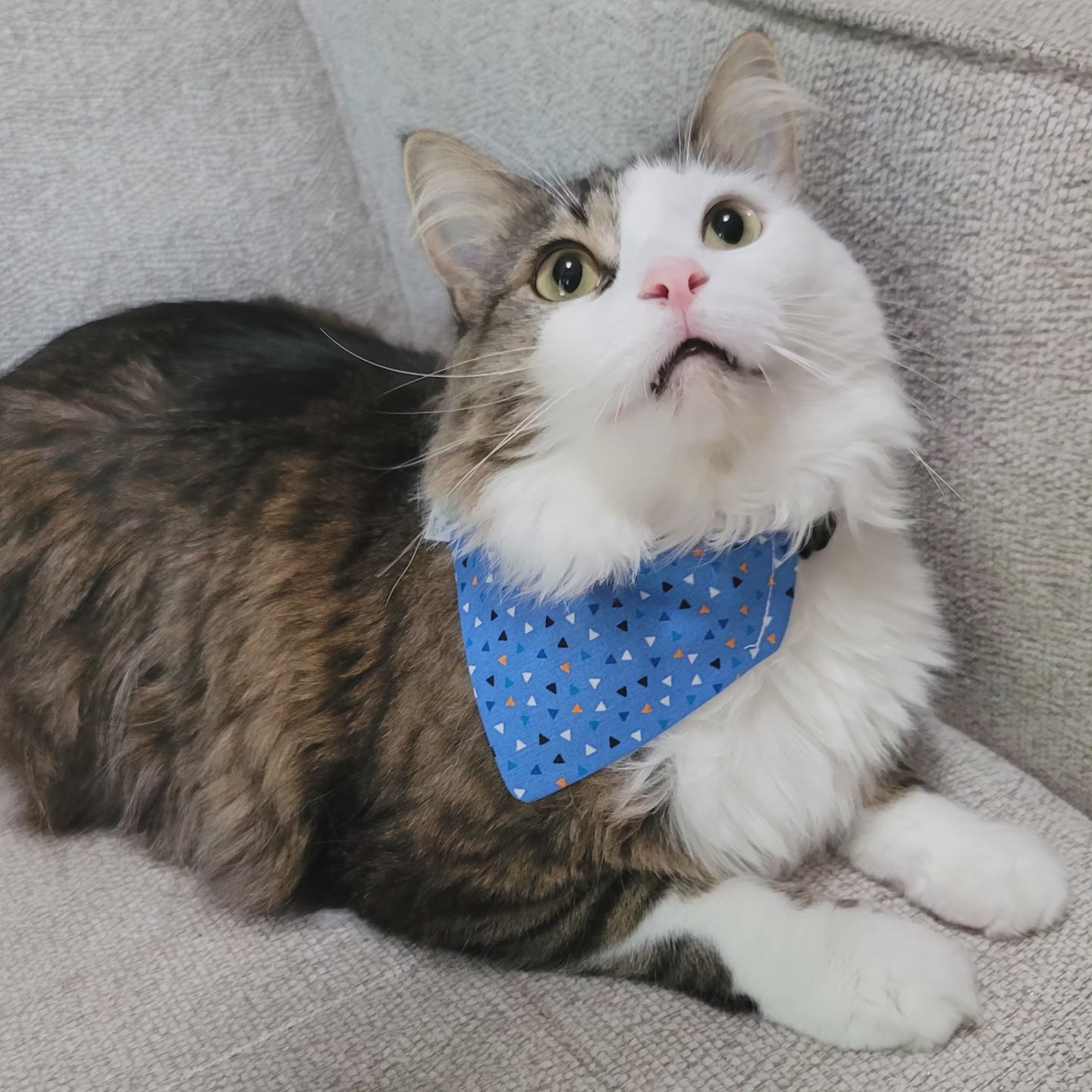 Pet Bandanas