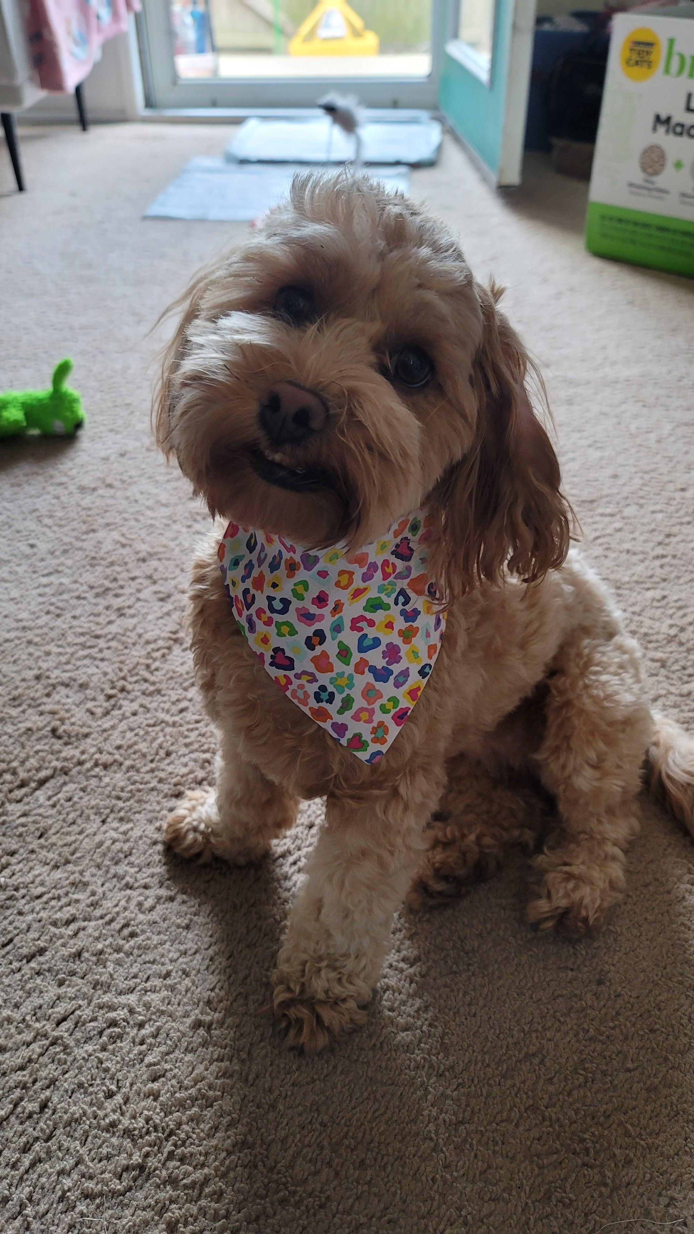 Cockapoo bandana clearance